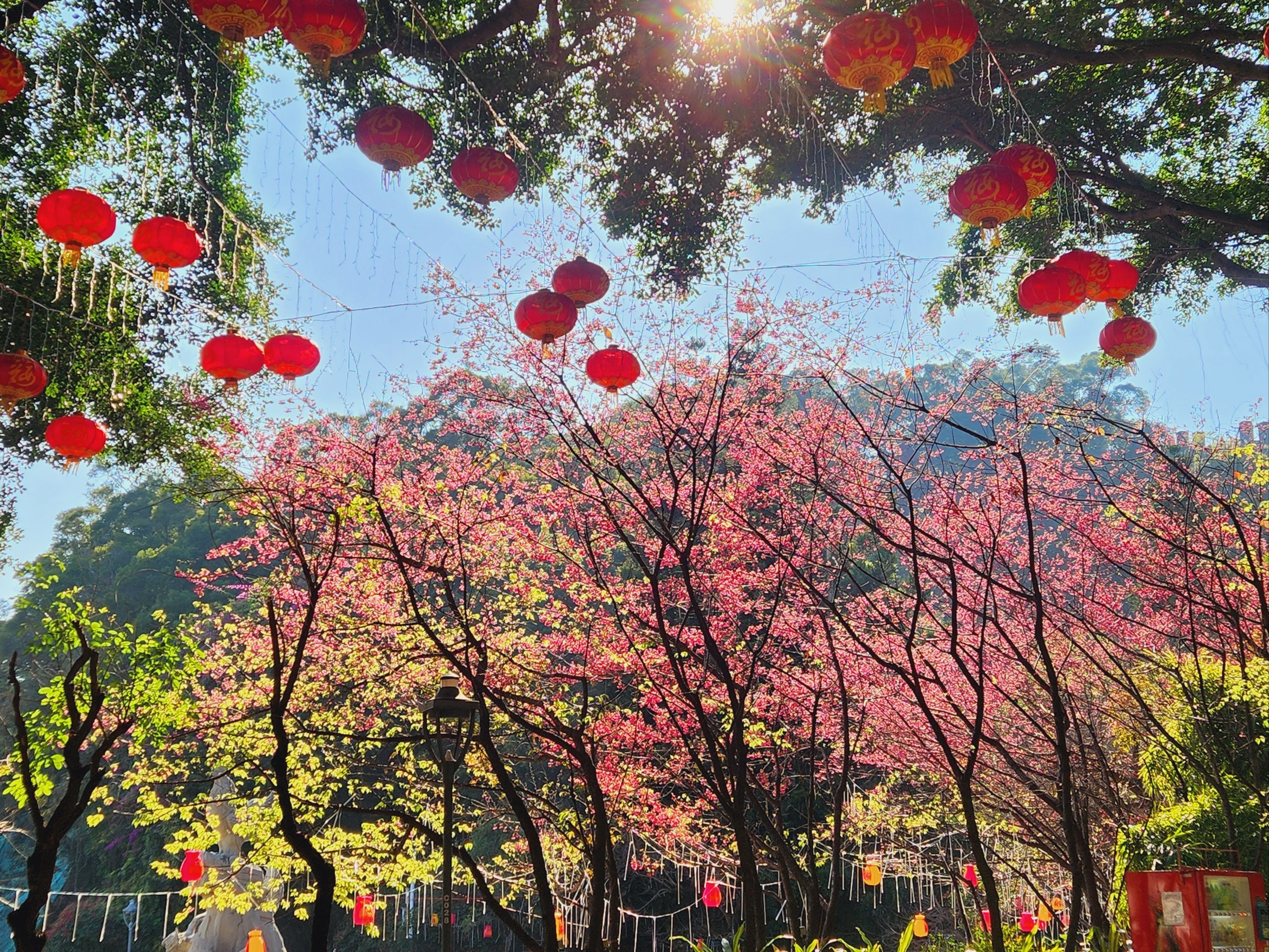 福州金鸡山公园樱花图片