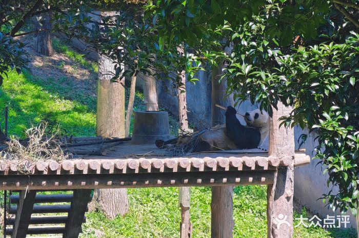 中国大熊猫保护研究中心雅安碧峰峡基地图片