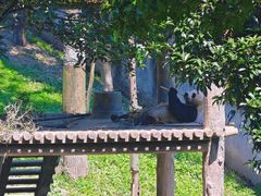 -中国大熊猫保护研究中心雅安碧峰峡基地
