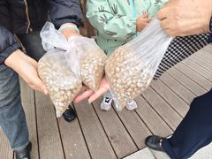 -日照海滨国家森林公园