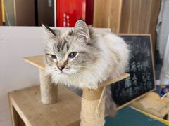 -猫咪咖啡店(新城大街店)