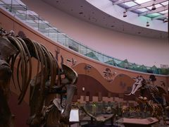 -陕西自然博物馆