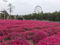 -广东花都香草世界旅游度假区