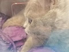 -纳吉亚猫专科动物医院·北北分院