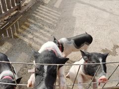 -前小桔亲子创意农场·草莓采摘·露营烧烤