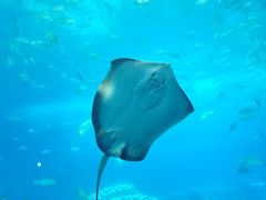 -珠海长隆海洋王国