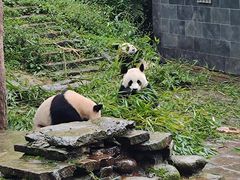 -中国大熊猫保护研究中心雅安碧峰峡基地