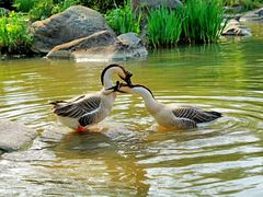 -新虹桥中心花园