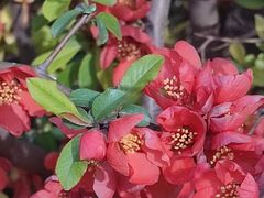 -海棠花溪(元大都城垣遗址公园)