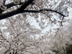 -苏州上方山国家森林公园