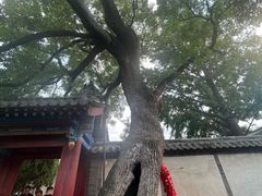 -蓬莱阁景区