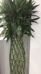 -悟空祛痘·诺奖技术专业店