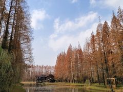 -黄海国家森林公园