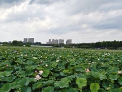 -哈尔滨大剧院
