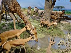 -国家自然博物馆