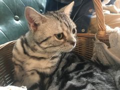 -共舞时光猫咖·狗咖(新街口店)