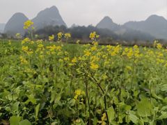 -靖西鹅泉风景区