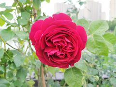 -昆山城市生态森林公园