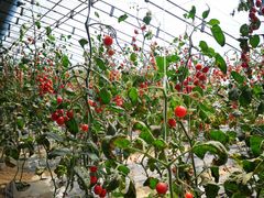 -杨柳青园艺科技博览园