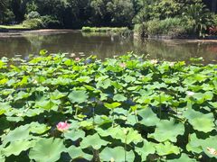 -墨尔本皇家植物园