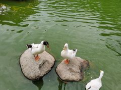 -莲湖公园
