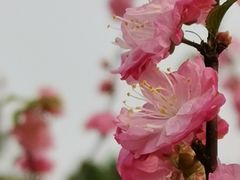 -北京西山国家森林公园