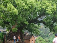 -杨家堂村