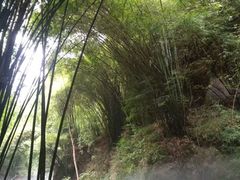-川西竹海景区