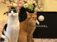 -CHANEL(恒隆广场店)