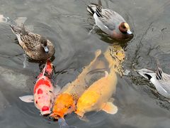 -水前寺成趣园