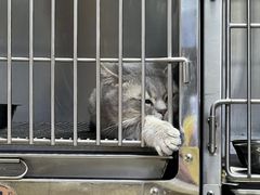 -A猫a狗全科·犬猫异宠·芥西宠物医院(南开总院)