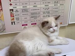 -瑞派康怡24h宠物医院·犬猫医疗中心·微创绝育(瑞景分院)