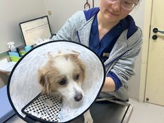 -爱妮康宠物医院·干细胞免疫细胞·肿瘤·心脏(张江店)