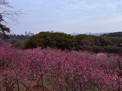 -无锡梅园公园