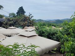 -桃源山庄·水蜜桃采摘·柴火鸡·烧烤团建(龙泉山店)
