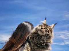 -欣宠猫屋·矮脚拿破仑·蓝金金渐层