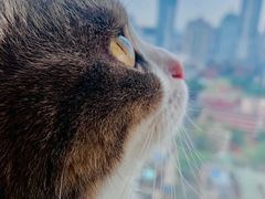 -Catmate·猫肥家润(金润铂宫店)