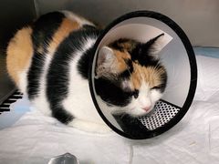 -荔康动物医院(康王北路店)