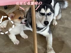 -汪说·狗咖(旺城大厦店)