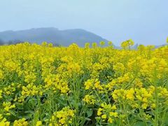 -西京湾花海
