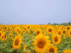 -映月湖中央公园