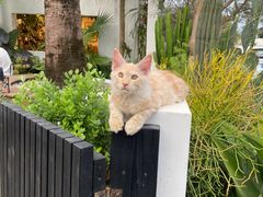-自由生长植物工作室(深港花卉中心店)