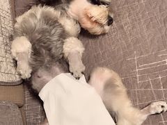 -唯美宠物生活馆(绿地国际生态城店)