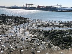 -烟墩角天鹅湖