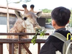 -灵玲国际马戏城