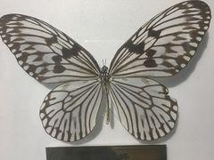 -上海昆虫博物馆