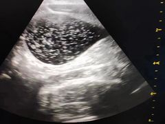 -佳怡动物医院·平价24小时·猫专科骨外科