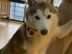 -Husky Go! 哈士奇体验馆·宠物咖啡厅狗咖