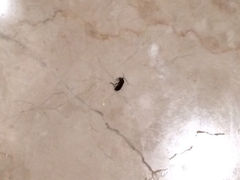 iphone_upload_pic-杭州千岛湖滨江希尔顿度假酒店