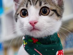 -宠颐生猫科·内科皮肤科(西平世纪城店)